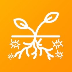 Mycorhizes et bactéries bénéfiques